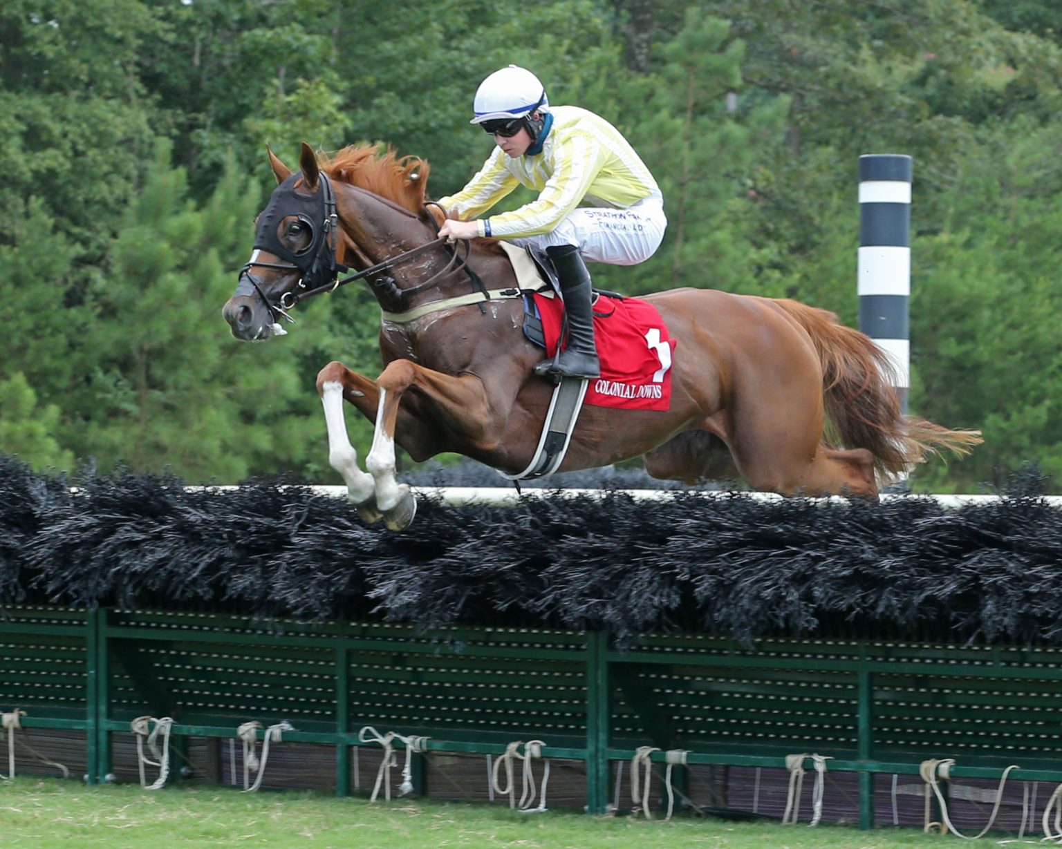 Scenes From Steeplechase Races at Colonial Downs Virginia Horse Racing